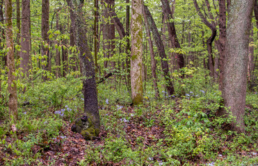 Obraz premium Bluebells and wildflowers in a springtime woods