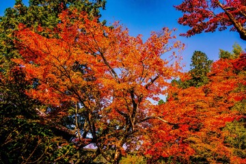 清川の紅葉