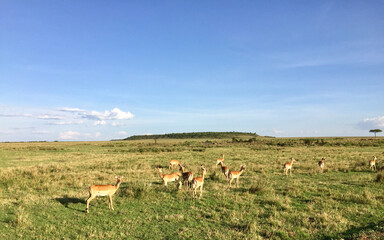 herd of deer