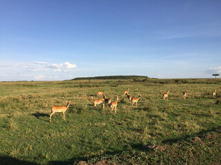 herd of deer in the field