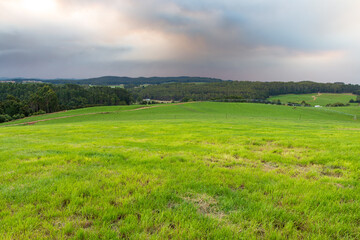 A dairy farm in Tasmania with livestock that grazes pasture