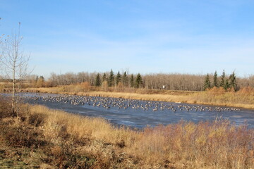 Pond Of Geese, Pylypow Wetlands, Edmonton, Alberta