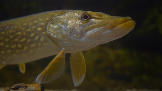 Northern pike head close-up, portrait