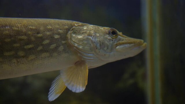 Northern pike head close-up, portrait