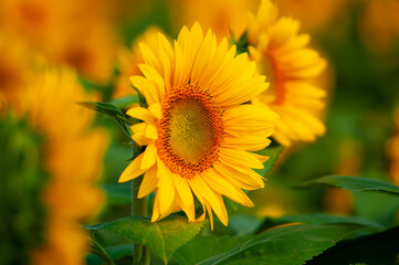 Fototapeta premium sunflower in the garden