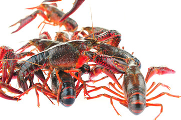 Lobster on a white background