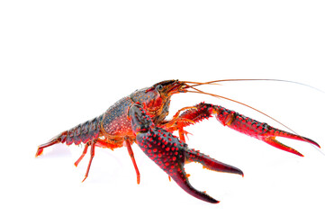 Lobster on a white background