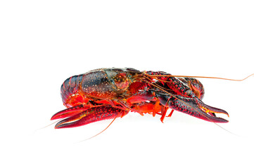 Lobster on a white background