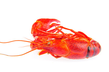 Lobster on a white background