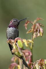 Adult Male Anna's Hummingbird perched on a rosebush stem with bright colors
