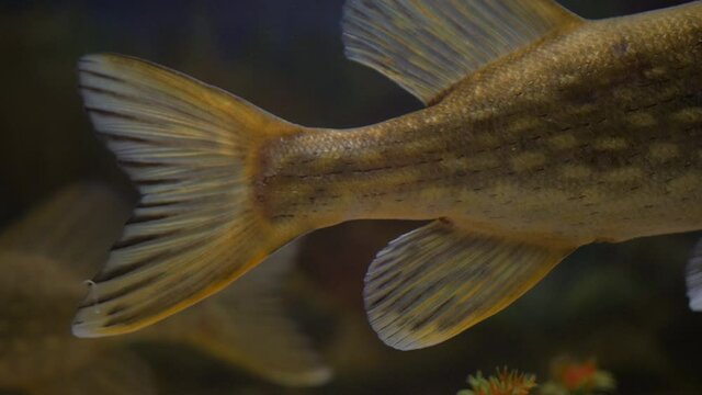 Close-up of Northern pike tail
