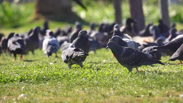 Close up of city pigeons eating food on the green grass at the park. Low angle, slow motion, shallow depth of field.