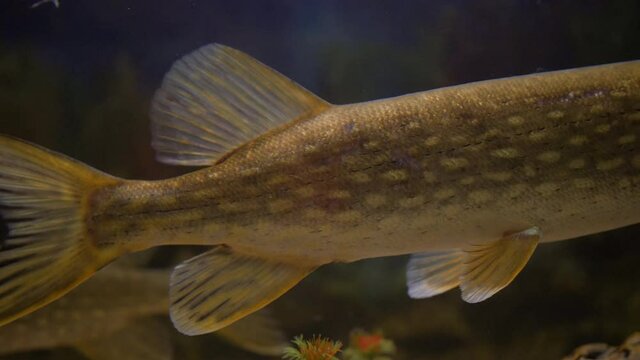 Close-up of a Northern pike