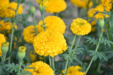 Yellow marigold flower, natural blurred background.