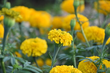 Yellow marigold flower, natural blurred background.