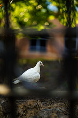 dove
