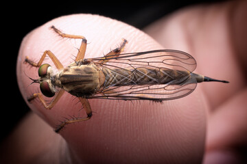 robber fly