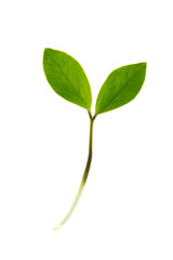 ザミオクルカスの新芽