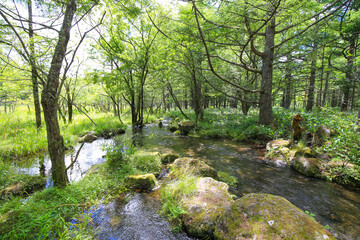 御泉水自然園 小川