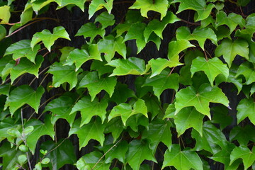 ツタの葉がびっしりと伸びているさま