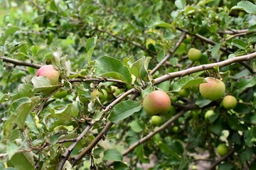 Close-up of green and red apples on a tree in the orchard, Moldova