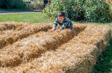 Naklejka na ściany i meble little boy plays in a straw maze at a autumn pumpkin farm