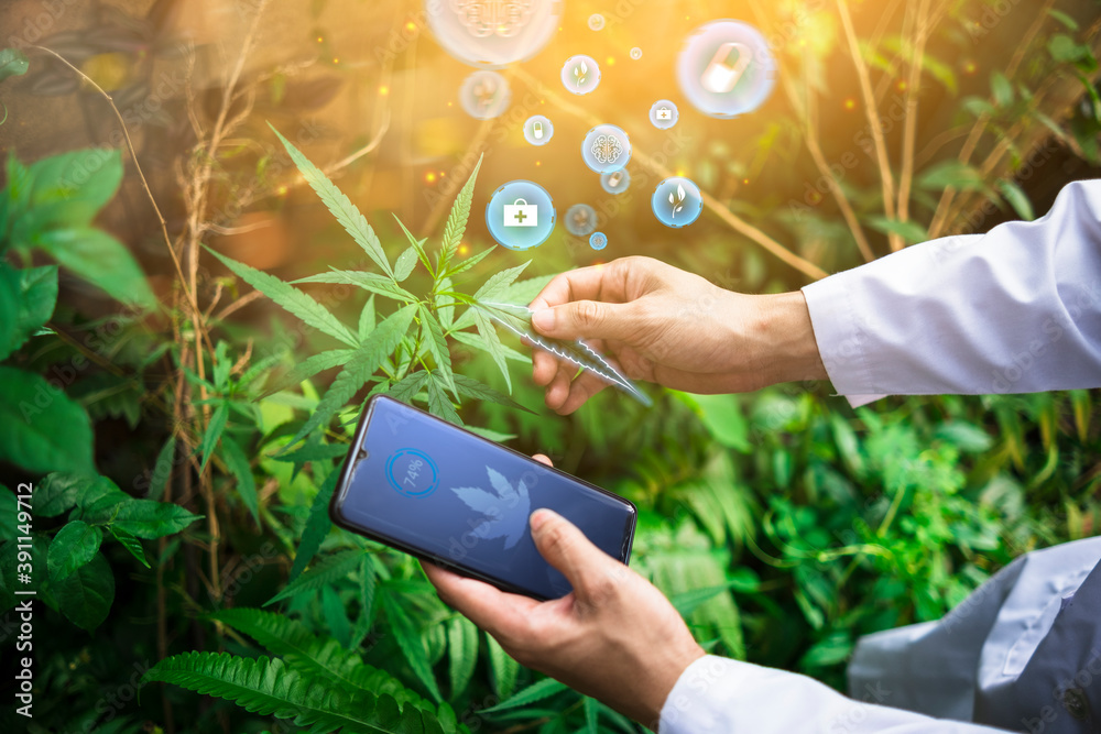 Wall mural medical healthcare scientist examining cannabis plant leaf using mobile phone modern futuristic tech