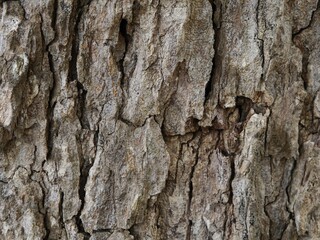 Dried pattern of tree trunk. Beautiful nature background concept. Abstract idea of arid surface.