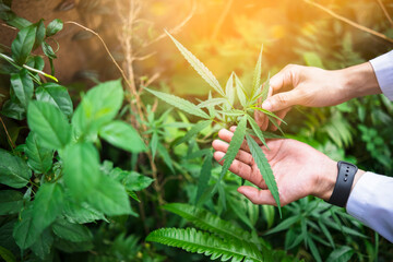 Medical healthcare scientist examining cannabis plant leaf close up researching mediational usage herbal benefits for biological mental therapeutic disease, close up hand of Asian man wearing lab coat