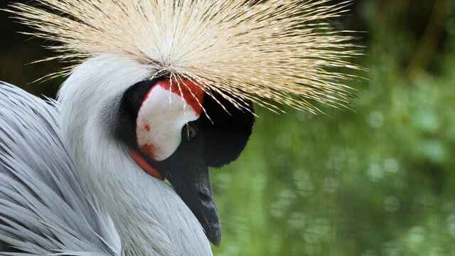 Close-up of a beautiful crowned crane