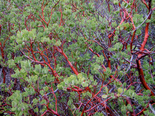 Red Twigs in Red Rock Canyon National Park