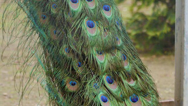 Beautiful Indian peacock Pavo Cristatus 
