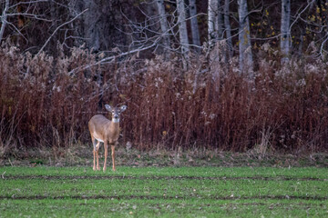 Female whitetail doe standing on an edge of a green field 