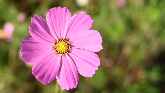 Colorful cosmos flower on nature background