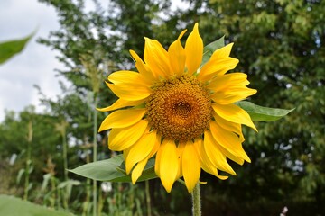 Obraz premium Close-up of a sunflower 