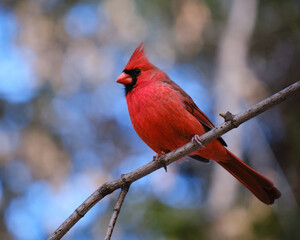 Male Northern Cardinal frontal perched on a branch against blurred forest background