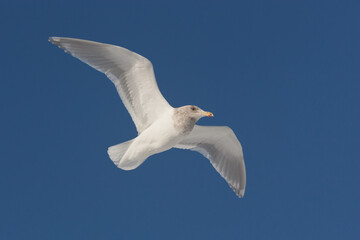 Glaucous-winged Gull taken in SE Alaska