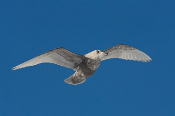 Glaucous-winged Gull taken in SE Alaska