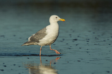 Glaucous-winged Gull taken in SE Alaska