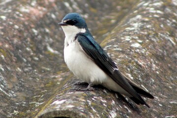 White-rumped Swallow
