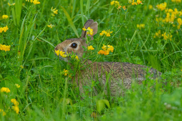 Eastern Cottontail Rabbit juvenile taken in central MN