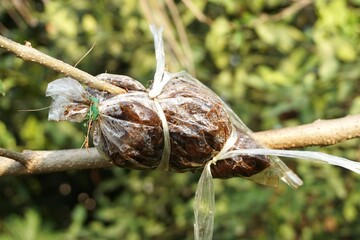 Grafting on tree branch in garden