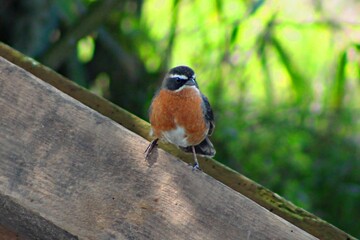 Black-and-rufous Warbling-Finch