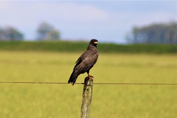 Snail Kite