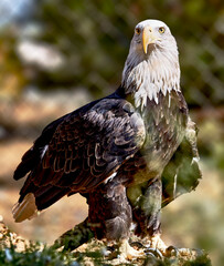 A rescued American Bald Eagle