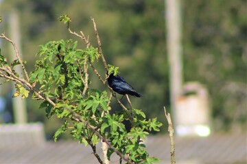 Obraz premium Shiny Cowbird