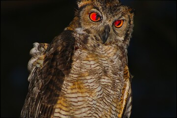 Horned Owl