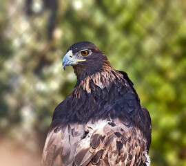 Close up of a Rescued Golden Eagle