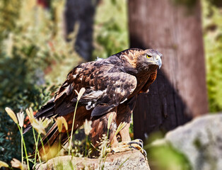 Close up of a Rescued Golden Eagle