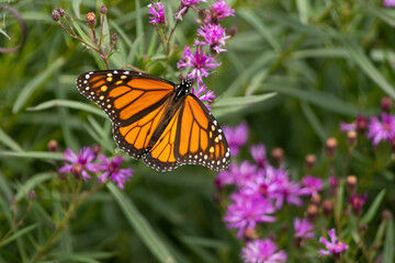 Monarch Butterfly on flower taken in southern MN